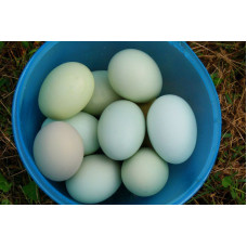 Яйцо куриное голубое (5 шт)